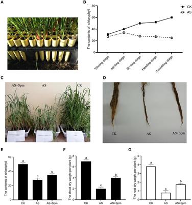Proteomic Responses to Alkali Stress in Oats and the Alleviatory Effects of Exogenous Spermine Application